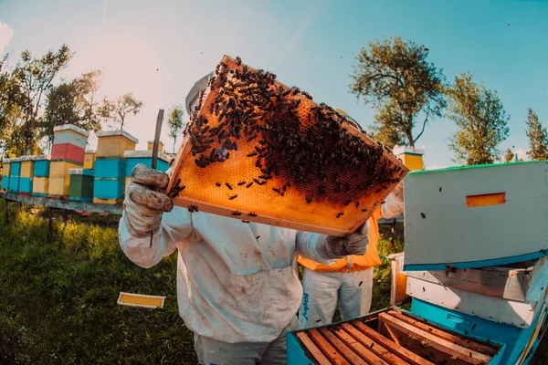 Широкий Снимок Пчеловода Держащего Раму Пчелиного Улья Наполненную Медом Против — стоковое фото