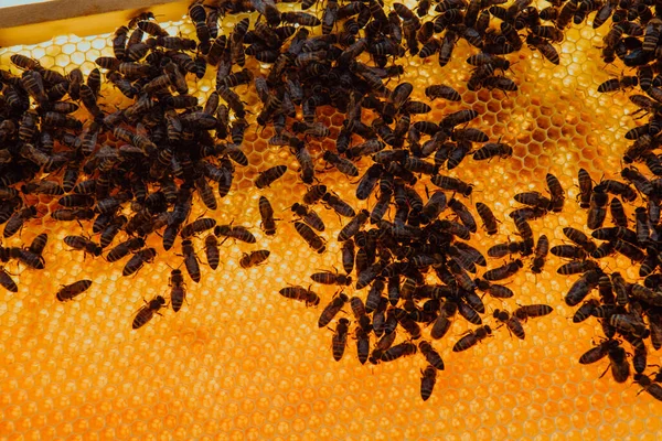 Zárják Méhsejt Fából Készült Méhkasát Méhekkel Méhészet Fogalma — Stock Fotó