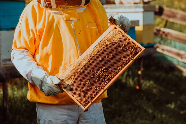 养蜂人在田里的蜂箱上检查蜂蜜 小企业主在4月1日 天然健康食品的生产者在蚜虫上与蜜蜂和蜂窝一起工作 — 图库照片