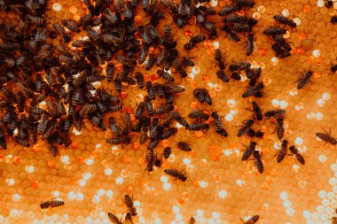 Arı kovanındaki bal peteğini kapat, üzerinde arılar olsun. Apiculture kavramı