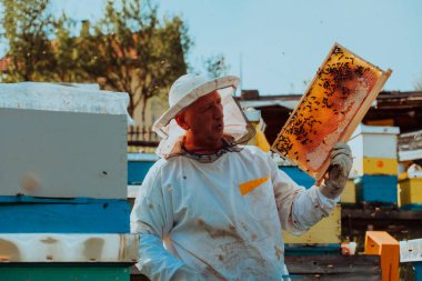 Arı yetiştiricisi tarladaki arı kovanında bal kontrolü yapıyor. Arı kovanında küçük bir işletme sahibi. Arılarla ve arı kovanlarıyla çalışan doğal sağlıklı gıda üreticileri.