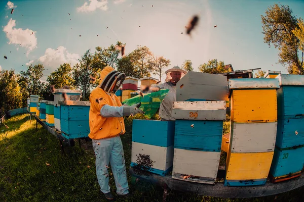 Μελισσοκόμος Ελέγχει Μέλι Στην Κυψέλη Στο Χωράφι Ιδιοκτήτης Μικρών Επιχειρήσεων — Φωτογραφία Αρχείου