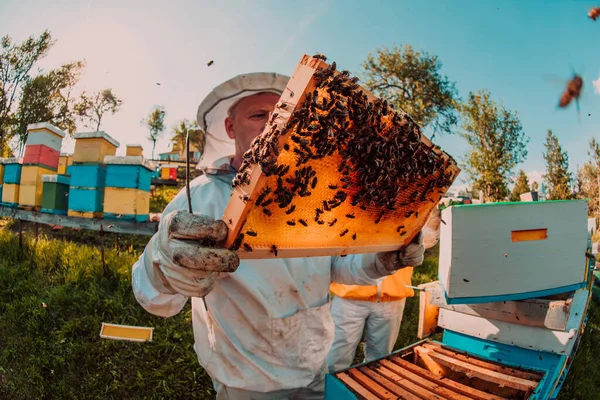 Wide Shot Beekeeper Holding Beehive Frame Filled Honey Sunlight Field — Stock Photo, Image