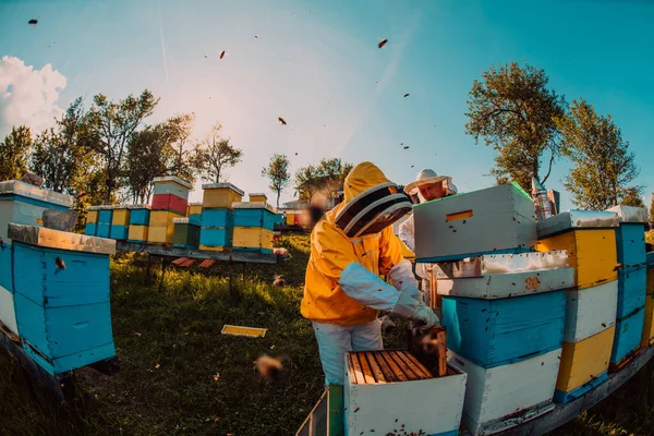 Imker Controleert Honing Het Bijenkorf Het Veld Kleine Ondernemer Bijenstal — Stockfoto