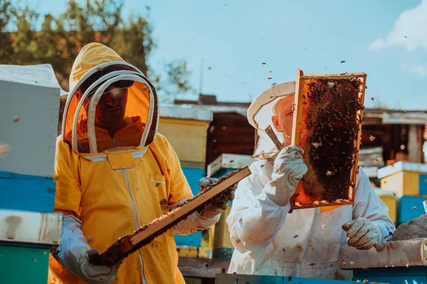 养蜂人在田野的蜂箱里检查蜂蜜 小企业主在Apiary 天然健康食品的生产者在蚜虫上与蜜蜂和蜂窝一起工作 — 图库照片