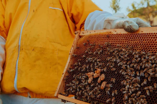 養蜂家は女王蜂をチェックするハニカム 養蜂家は蜂蜜の品質と蜂蜜の寄生虫をチェックします 養蜂家は蜂や蜂と仕事をしています — ストック写真