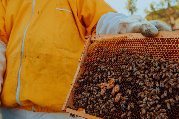 The beekeeper checks the queens for the honeycomb. Beekeepers check honey quality and honey parasites. A beekeeper works with bees and beehives in an apiary. 