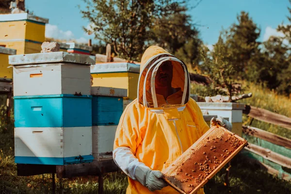 Včelař Kontroluje Med Rámu Úlu Poli Malý Podnikatel Včelíně Přírodní — Stock fotografie