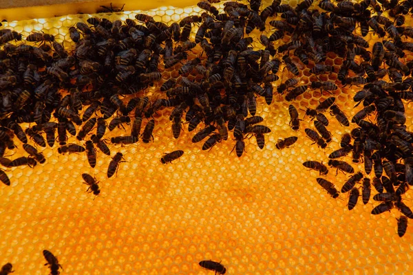 将蜂窝密闭在有蜜蜂的木制蜂窝中 养蜂概念 — 图库照片