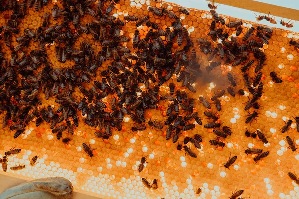 将蜂窝密闭在有蜜蜂的木制蜂窝中 养蜂概念 — 图库照片