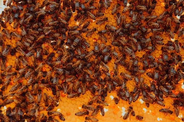 Zavřít Plástve Dřevěném Úlu Včelami Něm Včelařský Koncept — Stock fotografie