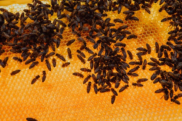 Nahaufnahme Der Bienenwaben Einem Bienenstock Aus Holz Mit Darauf Befindlichen — Stockfoto