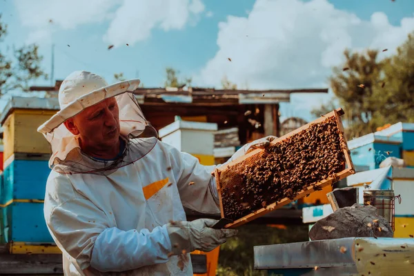 Arı Yetiştiricisi Tarladaki Arı Kovanında Bal Kontrolü Yapıyor Arı Yetiştiricisi — Stok fotoğraf