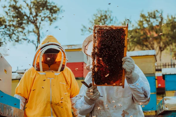 Včelaři Kontrolují Med Rámu Úlu Terénu Majitelé Malých Podniků Včelíně — Stock fotografie