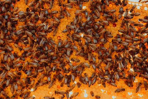 Sluit Honingraat Houten Bijenkorf Met Bijen Erop Bijenteeltconcept — Stockfoto