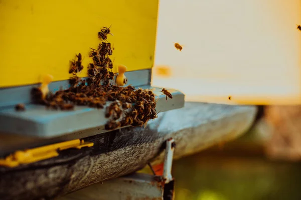 蜜蜂在蜂房周围飞舞携带花粉的特写照片 — 图库照片
