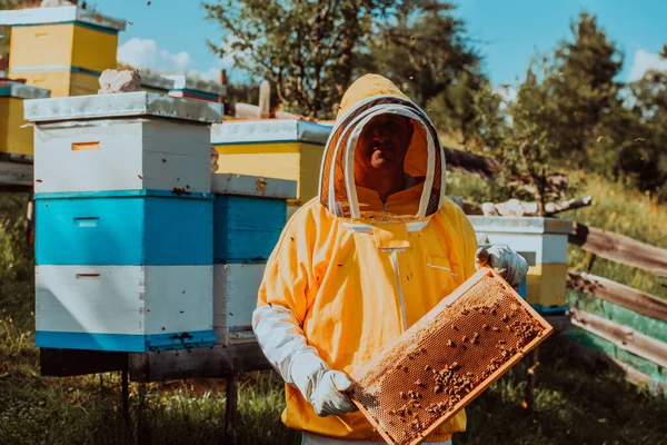 Imker Kontrollieren Den Honig Auf Dem Bienenstockrahmen Auf Dem Feld — Stockfoto