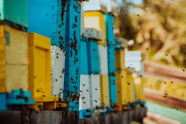 Κοντινό Πλάνο Φωτογραφία Των Μελισσών Αιωρείται Γύρω Από Την Κυψέλη — Φωτογραφία Αρχείου