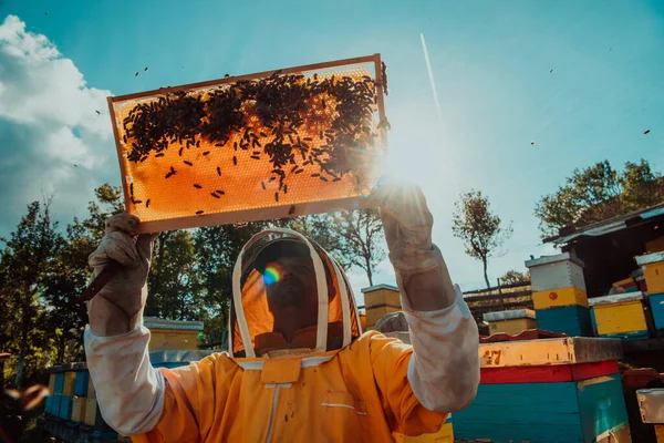 Široký Záběr Včelaře Držícího Včelí Rám Naplněný Medem Proti Slunečnímu — Stock fotografie