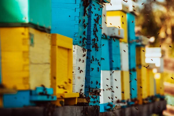 Zamknij Zdjęcie Pszczół Krążących Wokół Ula Niosących Pyłek — Zdjęcie stockowe