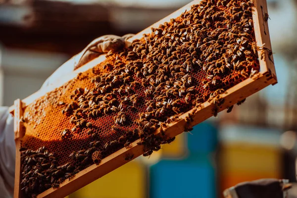 养蜂人抱着蜂箱 蜂箱里装满了蜂蜜 在阳光灿烂的田野里盛开着鲜花 — 图库照片