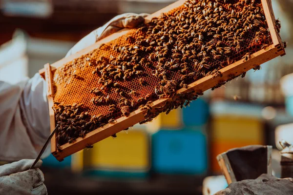 Imker Hält Den Mit Honig Gefüllten Bienenstock Gegen Das Sonnenlicht — Stockfoto