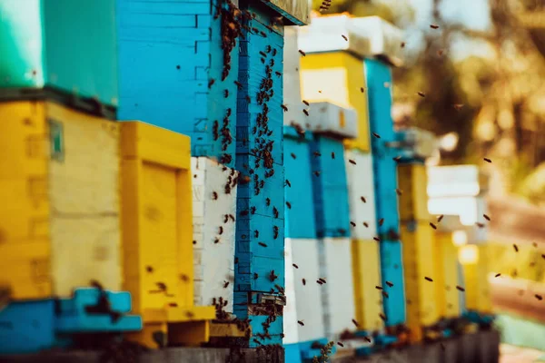 Zavřít Fotografie Včel Vznášejících Kolem Úlu Nesoucích Pyl — Stock fotografie