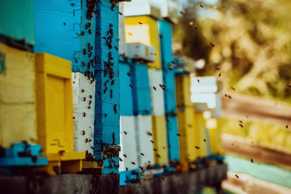 Close Photo Bees Hovering Hive Carrying Pollen — Stock Photo, Image