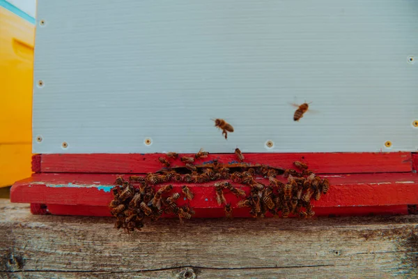 Nahaufnahme Von Bienen Die Den Bienenstock Schweben Und Pollen Tragen — Stockfoto