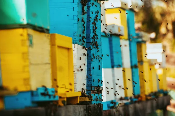 Zamknij Zdjęcie Pszczół Krążących Wokół Ula Niosących Pyłek — Zdjęcie stockowe