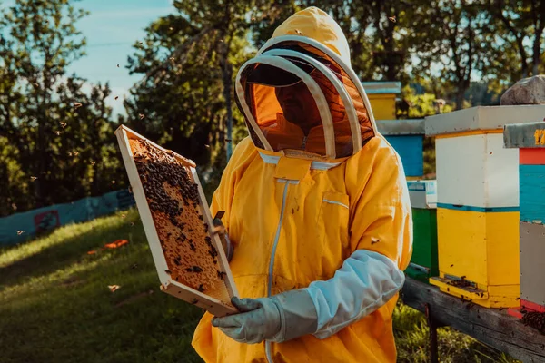 Beekeeper Checking Honey Beehive Frame Field Small Business Owner Apiary — Stock Photo, Image