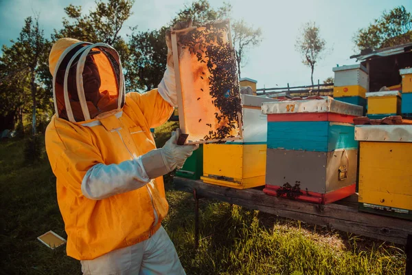 Breed Beeld Van Een Imker Die Het Bijenkorf Met Honing — Stockfoto