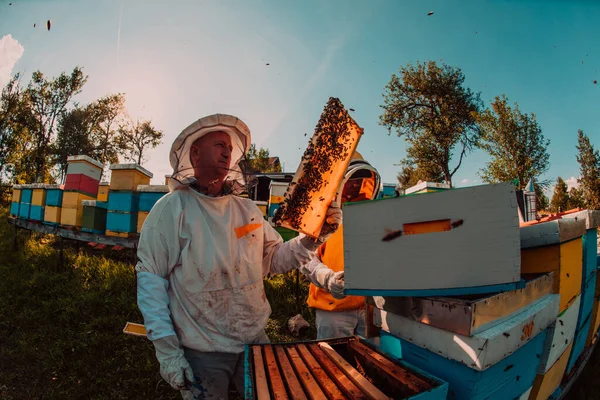 Μελισσοκόμος Ελέγχει Μέλι Στην Κυψέλη Στο Χωράφι Ιδιοκτήτης Μικρών Επιχειρήσεων — Φωτογραφία Αρχείου