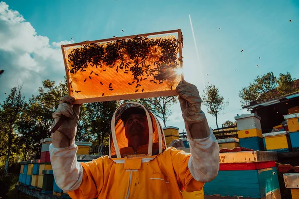 Široký Záběr Včelaře Držícího Včelí Rám Naplněný Medem Proti Slunečnímu — Stock fotografie