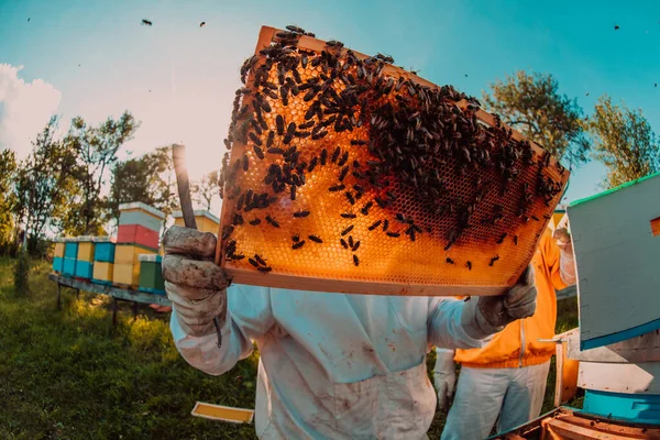 Ευρεία Βολή Ενός Μελισσοκόμου Που Κρατάει Σκελετό Της Κυψέλης Γεμάτο — Φωτογραφία Αρχείου