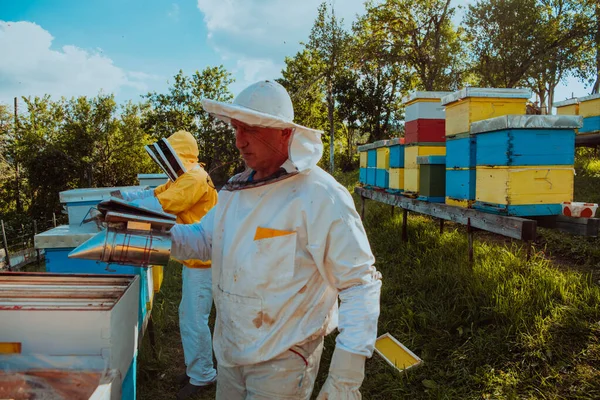 养蜂人检查田野蜂箱上的蜂蜜 养蜂人检查蜂蜜质量和蜂蜜寄生虫 养蜂人在养蜂场与蜜蜂和蜂窝一起工作 小企业概念 — 图库照片