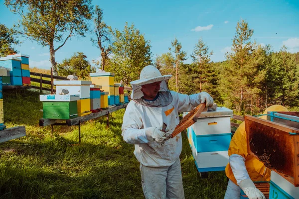 Imker Kontrollieren Den Honig Auf Dem Bienenstock Auf Dem Feld — Stockfoto