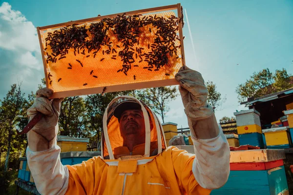 野の陽射しに対して蜂蜜で満たされた蜂の巣フレームを保持する養蜂家の広いショット花でいっぱいです — ストック写真