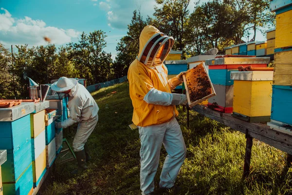 Beekeeper Checking Honey Beehive Frame Field Small Business Owner Apiary — Stock Photo, Image
