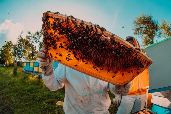 一个养蜂人拿着装满蜂蜜的蜂箱 在充满鲜花的田野里遮挡阳光的大镜头 — 图库照片