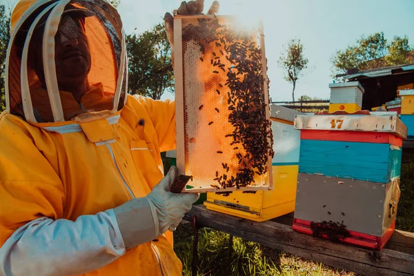 一个养蜂人拿着装满蜂蜜的蜂箱 在充满鲜花的田野里遮挡阳光的大镜头 — 图库照片