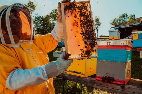 Широкий Снимок Пчеловода Держащего Раму Пчелиного Улья Наполненную Медом Против — стоковое фото