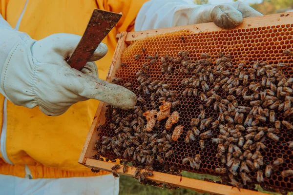 养蜂人检查蜂后是否有蜂窝 养蜂人检查蜂蜜质量和蜂蜜寄生虫 养蜂人在养蜂场与蜜蜂和蜂窝一起工作 — 图库照片