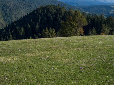 Bosna-Hersek otlağının güzel, huzurlu manzarası. Yüksek kalite fotoğraf