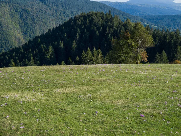 ボスニア ヘルスゴヴィニアの牧草地の美しい牧歌的な風景 高品質の写真 — ストック写真
