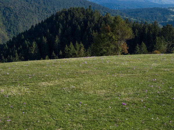 보스니아 헤르체고비나 초원의 아름다운 목가적 풍경입니다 고품질 — 스톡 사진