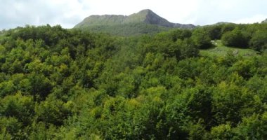 Green Field River hava sahasının üstünden aşağı uçuş. Yeryüzü akciğerleri eşsiz doğal manzara. Bahar meditasyonu manzarası. Güzel destansı soyut yüzey. Ekosistem rezervi. Yaz. Yüksek kalite 4k