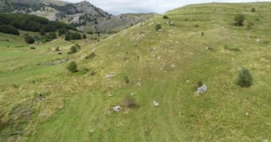 Green Field River hava sahasının üstünden aşağı uçuş. Yeryüzü akciğerleri eşsiz doğal manzara. Bahar meditasyonu manzarası. Güzel destansı soyut yüzey. Ekosistem rezervi. Yaz. Yüksek kalite 4k