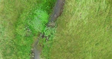 Green Field River hava sahasının üstünden aşağı uçuş. Yeryüzü akciğerleri eşsiz doğal manzara. Bahar meditasyonu manzarası. Güzel destansı soyut yüzey. Ekosistem rezervi. Yaz. Yüksek kalite 4k