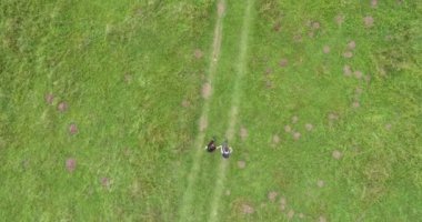 Green Field River hava sahasının üstünden aşağı uçuş. Yeryüzü akciğerleri eşsiz doğal manzara. Bahar meditasyonu manzarası. Güzel destansı soyut yüzey. Ekosistem rezervi. Yaz. Yüksek kalite 4k